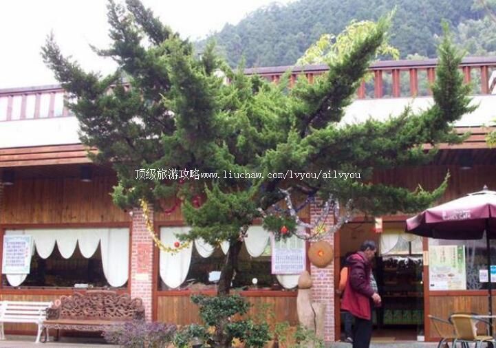 台湾南庄乡桂花园乡村会馆旅游攻略