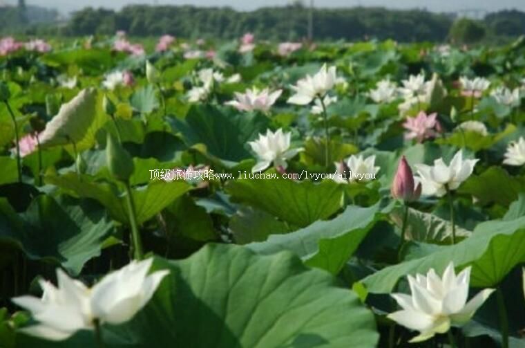 ̨��̨�ϰ׺������ι���