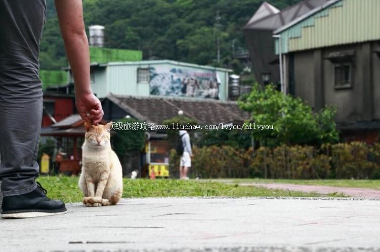 ̨�����è�����ι���