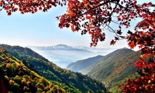 2A�ӱ�é���ӹ���ɭ�ֹ�԰���ι���