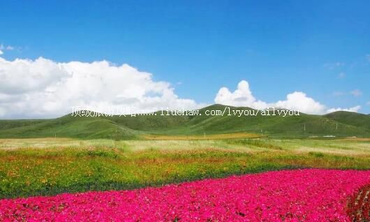 4A�ӱ������߲�ɭ�����ι���