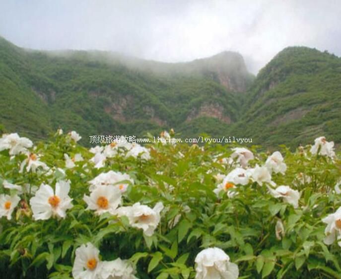 4A丫山花海石林旅游攻略