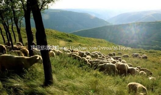 2A沁水示范牧场旅游攻略