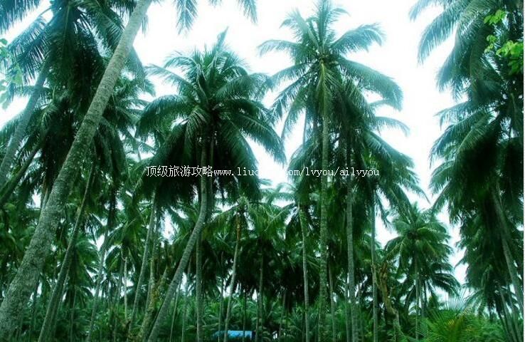 ���϶���Ҭ�ַ羰�����ι���