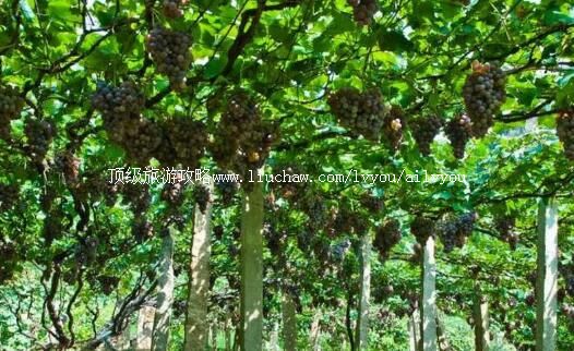 3A河北秦皇岛昌黎葡萄沟旅游攻略