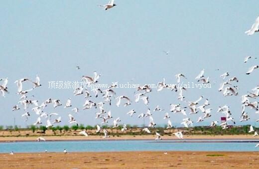 2A鄂尔多斯柒开淖旅游区旅游攻略