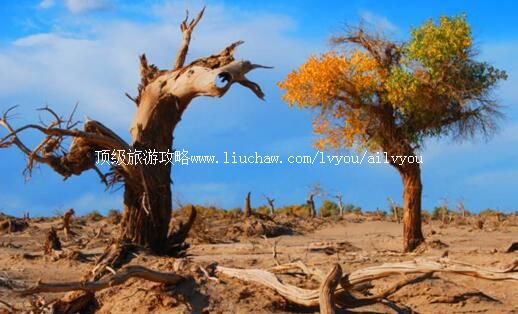 �����������ַ羰�����ι���