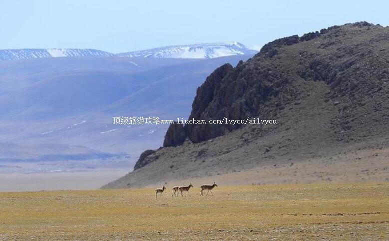 西藏羌塘国家级自然保护区旅游攻略
