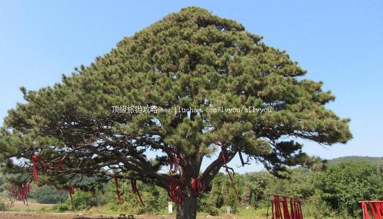 �������������������ι���