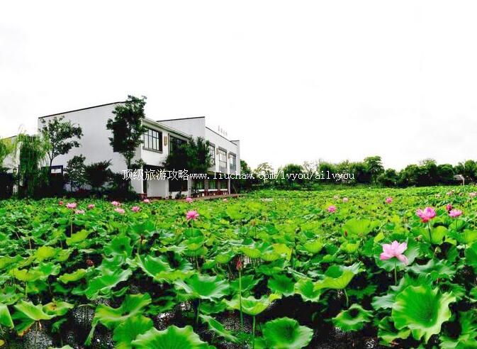 江苏常州荷园旅游攻略