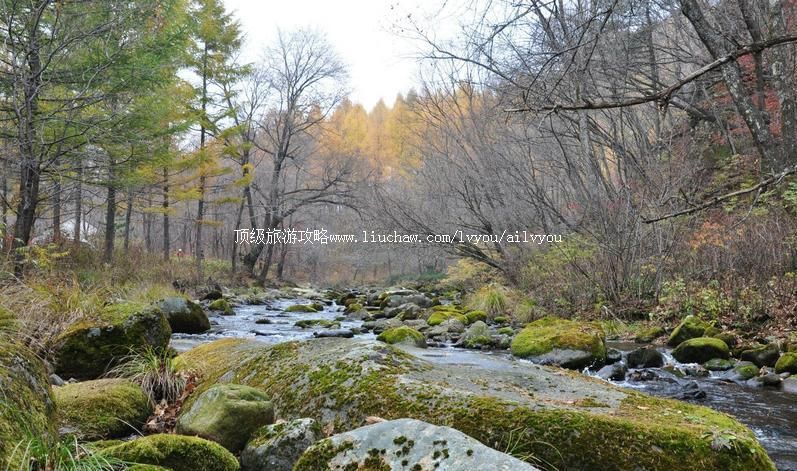 �������ɭ�ֹ�԰���ι���