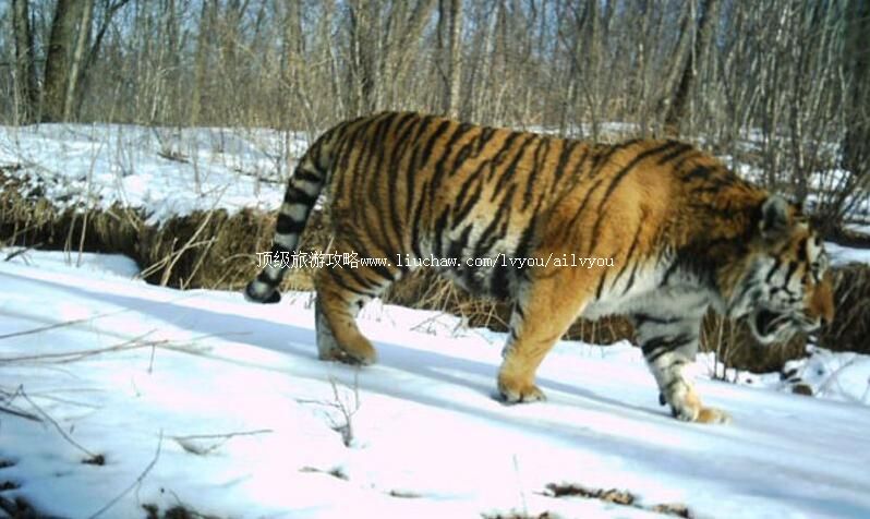 珲春东北虎国家级自然保护区旅游攻略