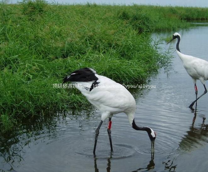 4A����������������Ȼ���������ι���