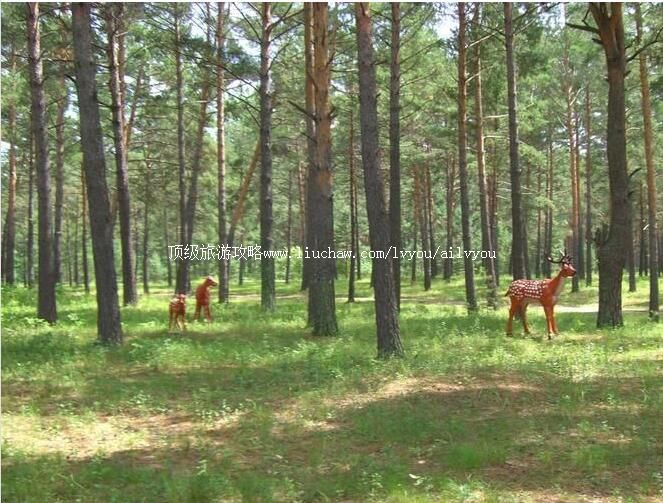 3A�ں��������ɭ�ֹ�԰���ι���