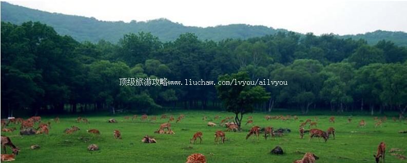 4Aɭ��ƽɽ���������ι���