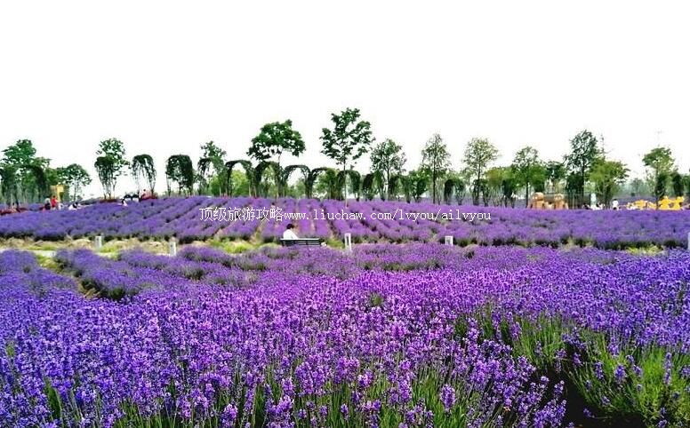 4A�Ϻ�޹�²ݹ�԰���ι���