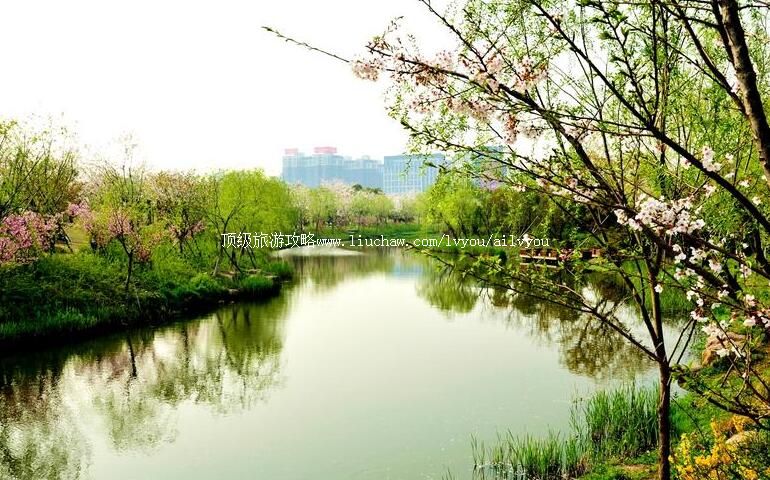 上海顾村公园旅游攻略