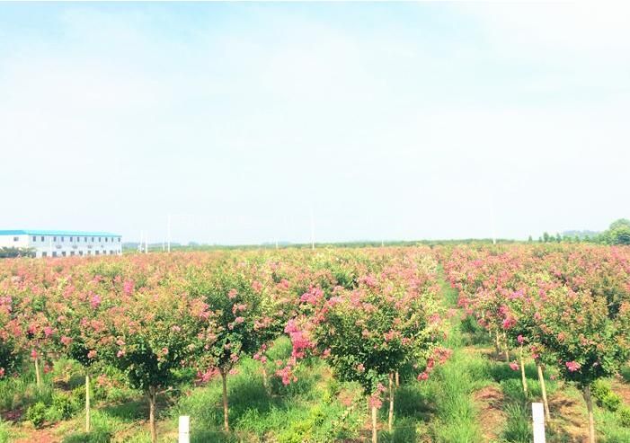 3A沭阳苏北花卉示范园旅游攻略