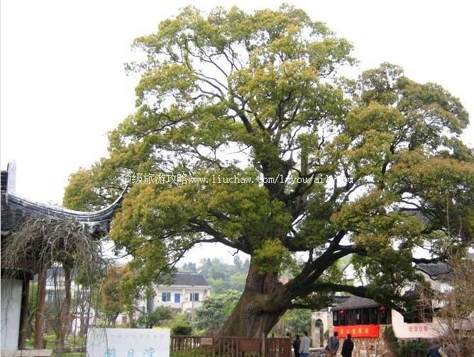 ������ɽ������Ŵ����ι���