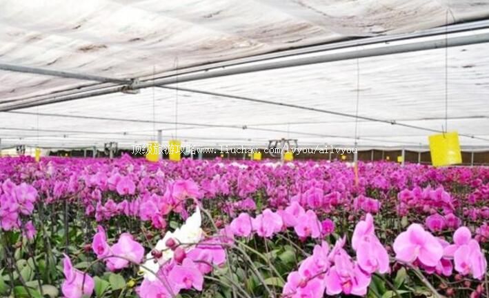 2A����������׻���԰���ι���