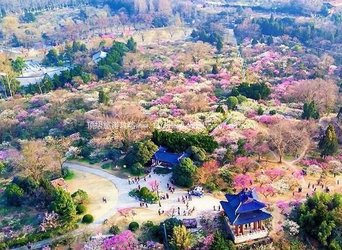 5A南京梅花山旅游攻略