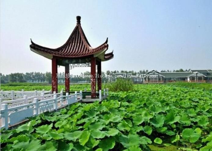4A淮安金湖荷花荡景区旅游攻略