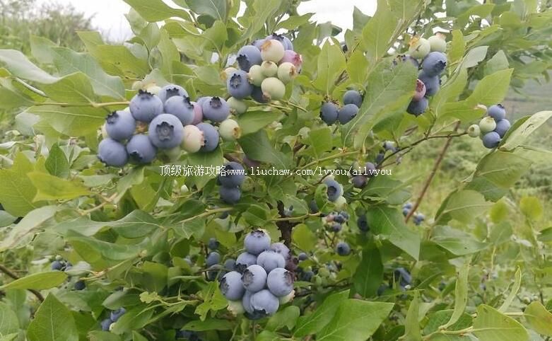 4A�����齭��ݮ��̬���������ι���