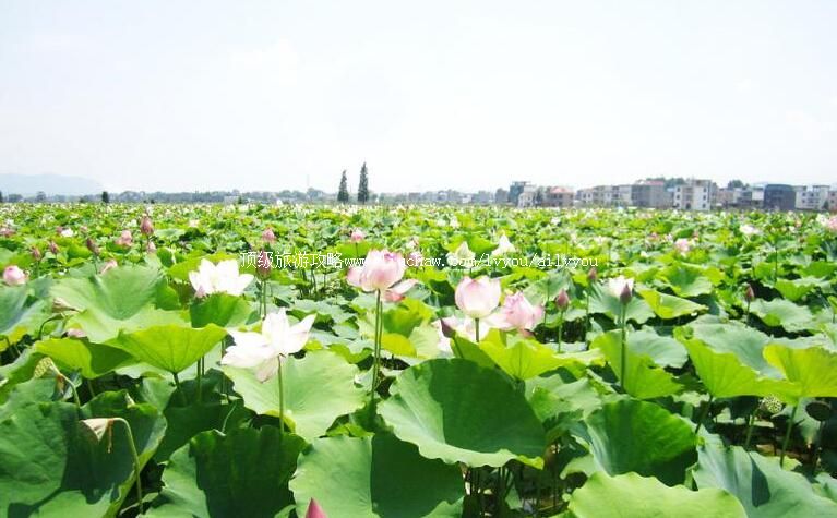 4A江西萍乡莲花荷花博览园旅游攻略