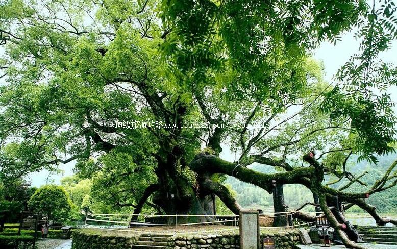 4A江西婺源严田古樟风景区旅游攻略