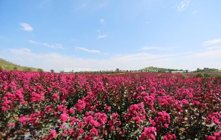 4A江西余干大明花海旅游攻略