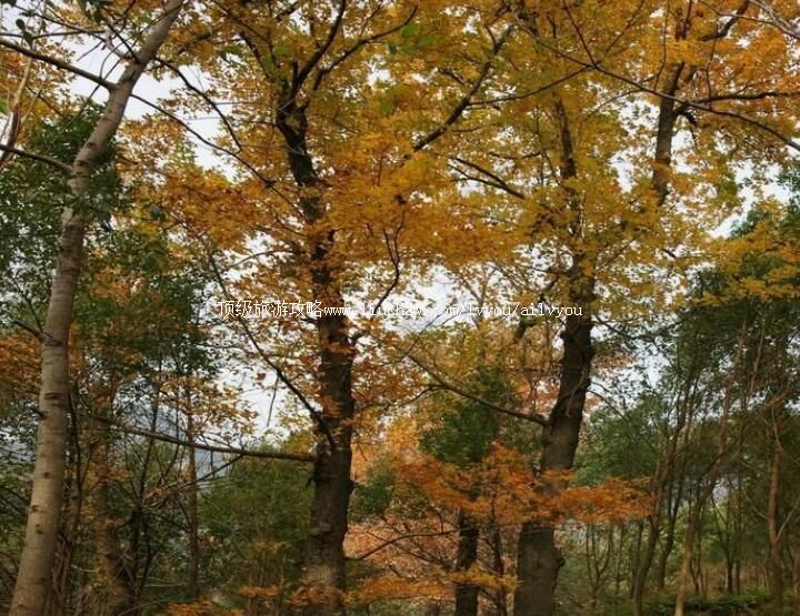 �����ĳ���������ŵ����ι���