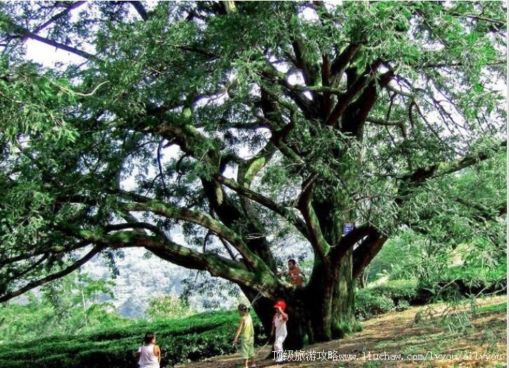 3A稽东千年香榧林旅游攻略