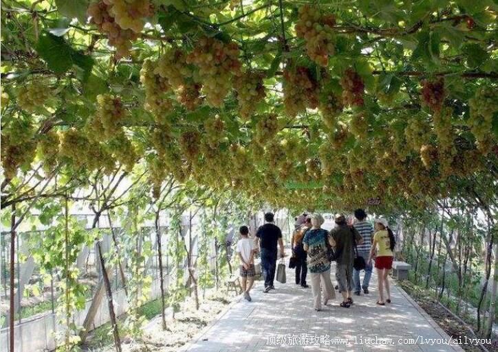 景区简介: 稽东千年香榧林以连片香榧林为最大特色,是森林生态休闲观光业的一个亮点。林区内拥有香榧