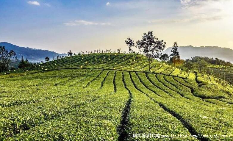 4A贵州普安茶文化生态旅游景区旅游攻略