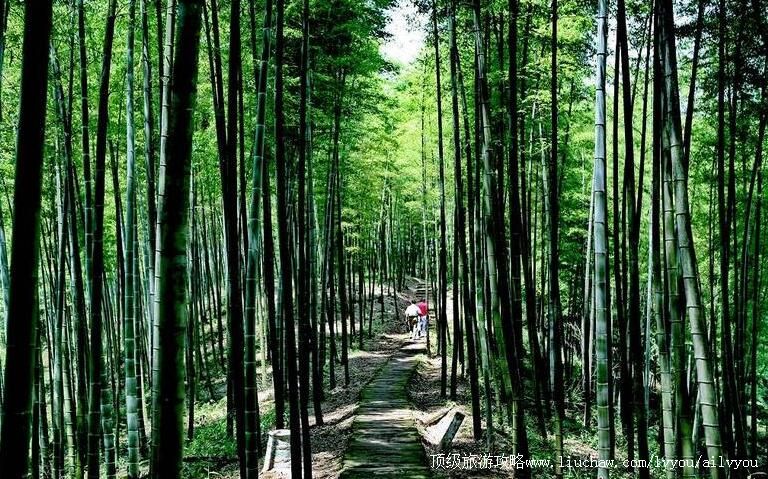 4A贵州遵义赤水竹海国家森林公园旅游攻略