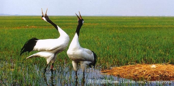 黑龙江 齐齐哈尔 建议游玩:1天