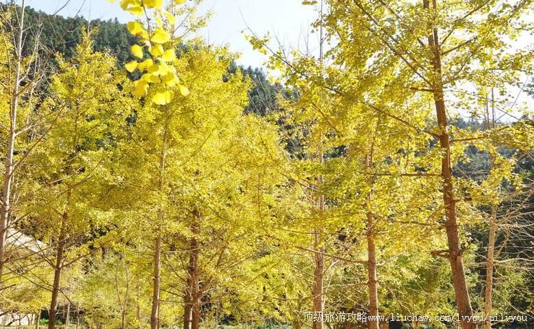 �����������ų�������Ⱥ���ι���