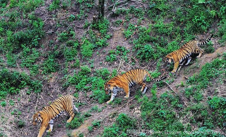 4A��������÷��ɽ�й���԰���ι���