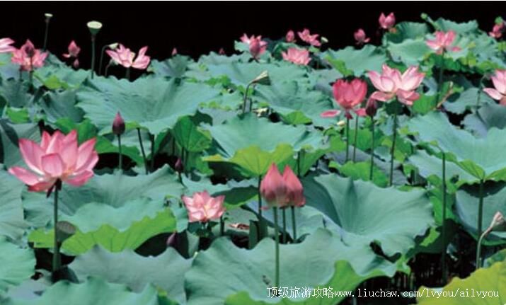 4A������Ҷ���ȼ������ι���