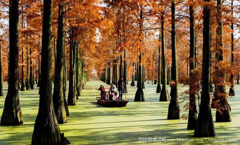 �����人�Ƕɺ�ʪ�ع�԰���ι���