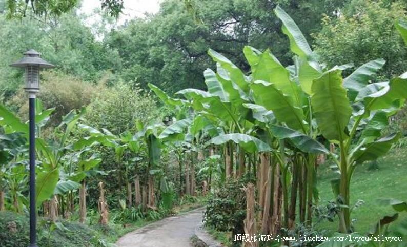 4A�����й���ѧԺ�人ֲ��԰���ι���