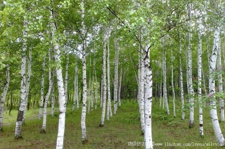 3A�½�����̩���ֹ�԰���ι���