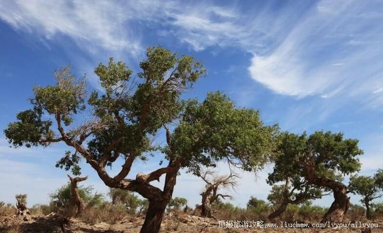 4A新疆尹吾胡杨林生态园旅游攻略