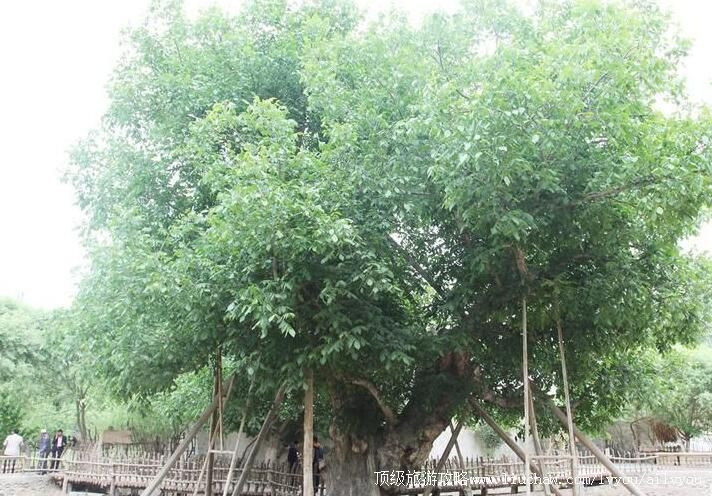 3A新疆和田核桃王景区旅游攻略