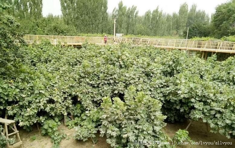 3A新疆和田无花果王景区旅游攻略