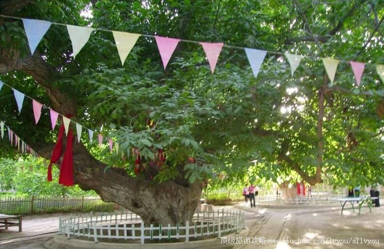 3A�½�Ҷ�Ǻ�������԰���ι���