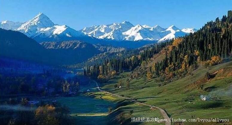 新疆天山雪岭云杉林旅游攻略
