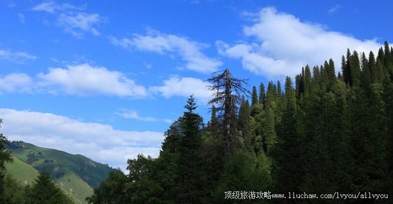 2A�½����������ɭ�ֹ�԰���ι���