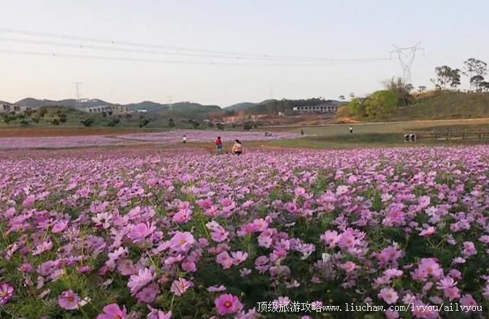 4A广西南宁那贵坡樱花园旅游攻略
