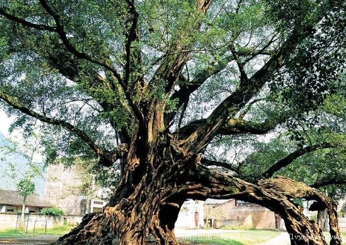 ����ƽ���Ž����Ⱥ���ι���